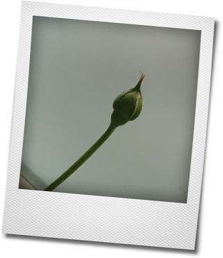 d0155744_20040177.png