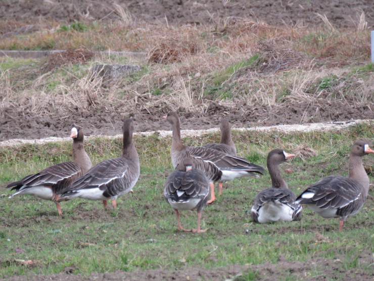 宍道湖西岸の鳥＊マガン＊_f0214649_04165223.jpg