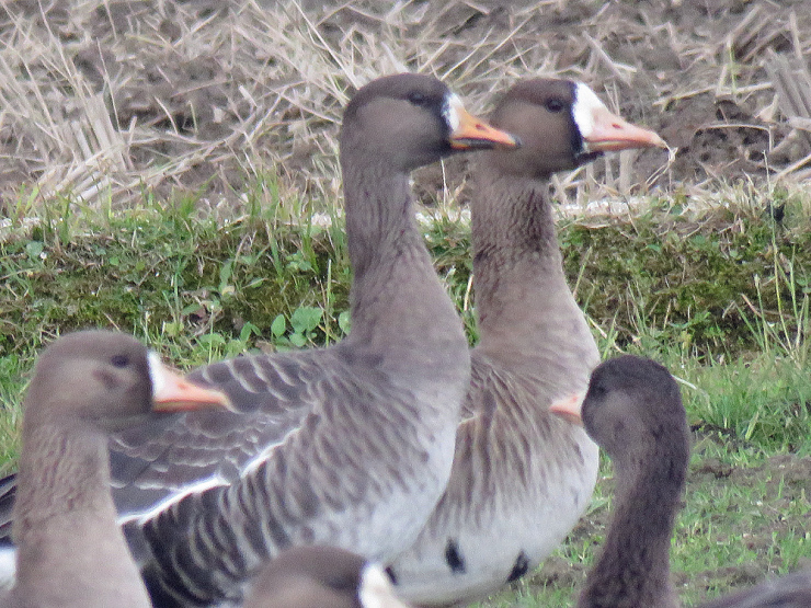 宍道湖西岸の鳥＊マガン＊_f0214649_04182130.jpg