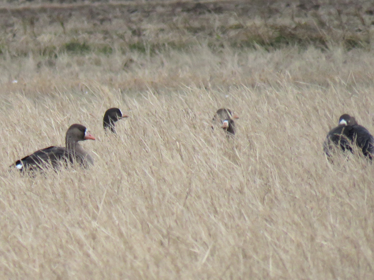 宍道湖西岸の鳥＊マガン＊_f0214649_04201412.jpg