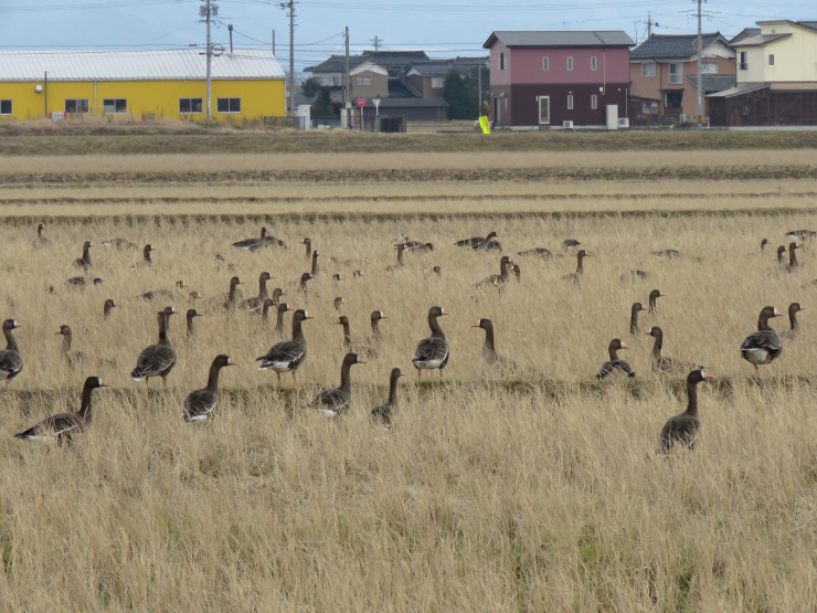 宍道湖西岸の鳥＊マガン＊_f0214649_04260919.jpg