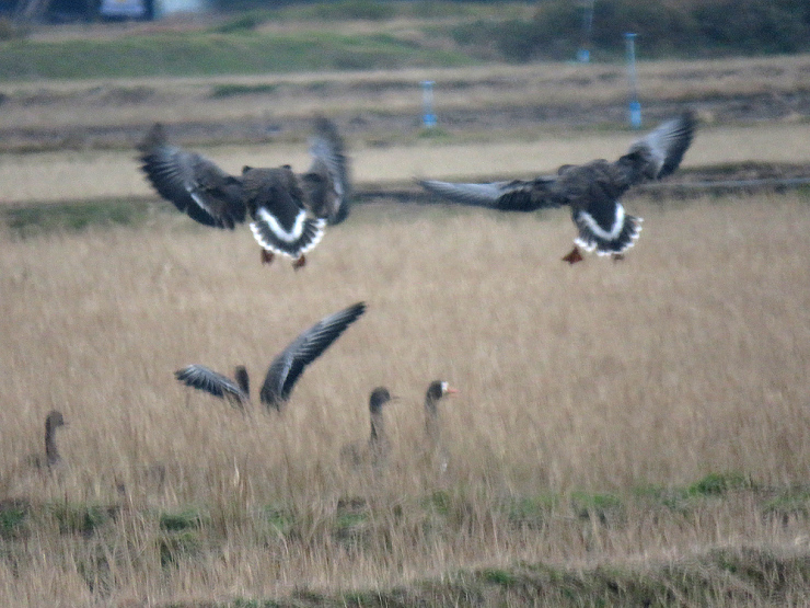 宍道湖西岸の鳥＊マガン＊_f0214649_04264022.jpg