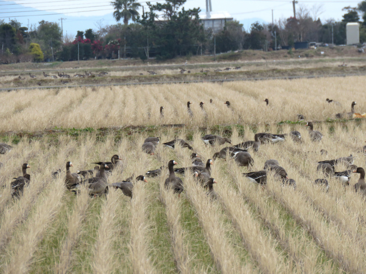 宍道湖西岸の鳥＊マガン＊_f0214649_04305963.jpg