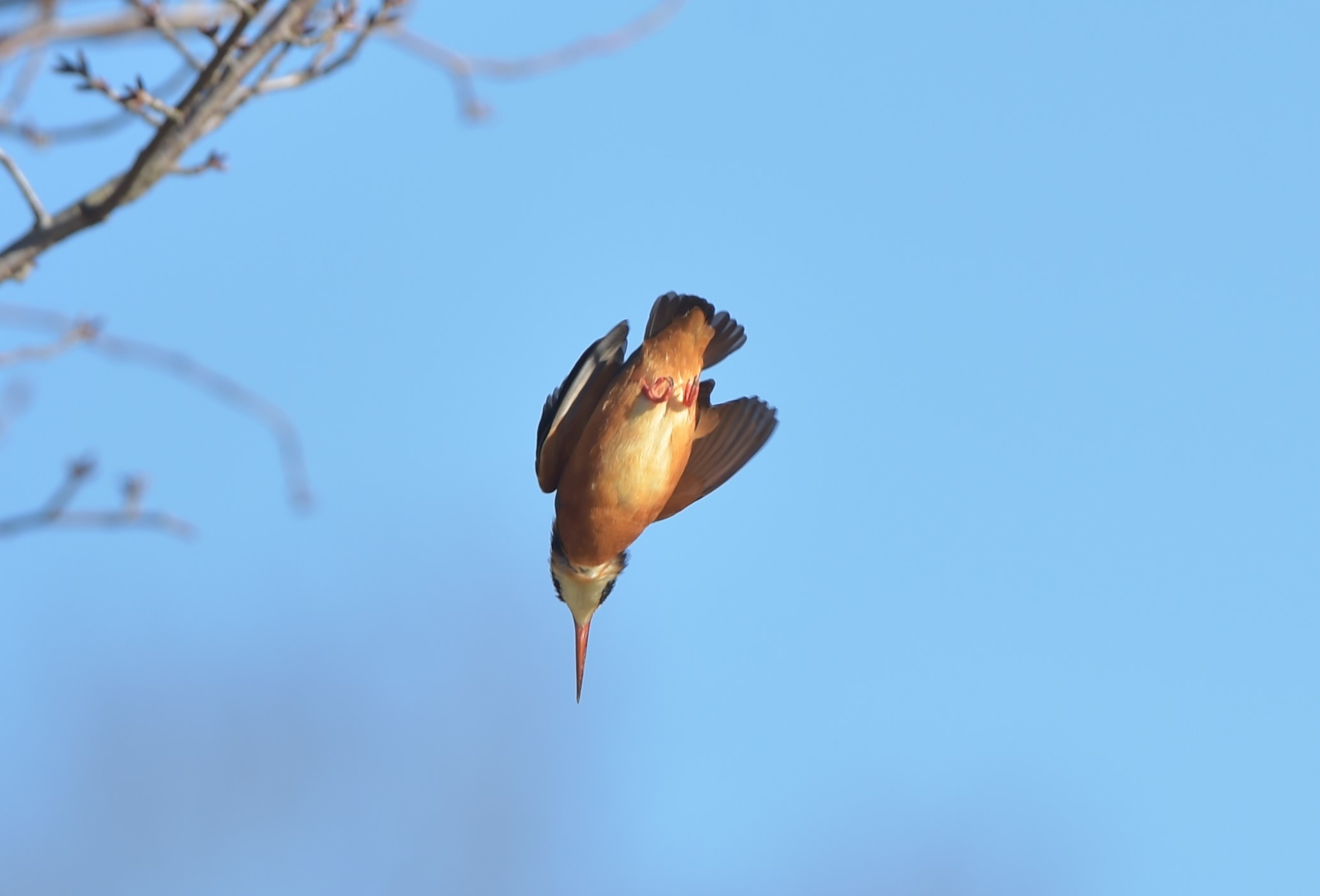 2017-12-30日カワセミが消えた？_c0205858_16161403.jpg