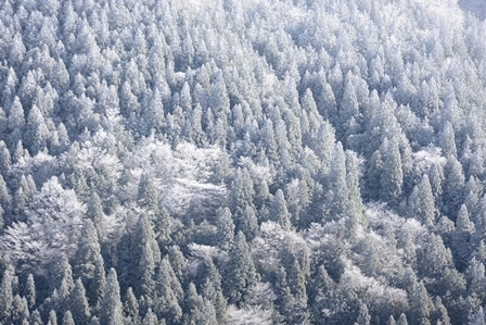 修験の山の樹氷_c0303868_17520482.jpg