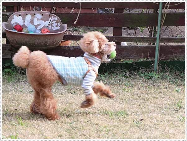 b0175688_00421091.gif