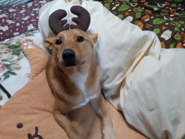 e0132109_20272446.jpeg