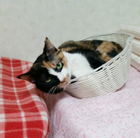 e0144012_23072461.jpeg