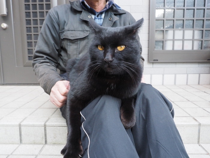 黒猫くうちゃん_c0116915_22174464.jpg
