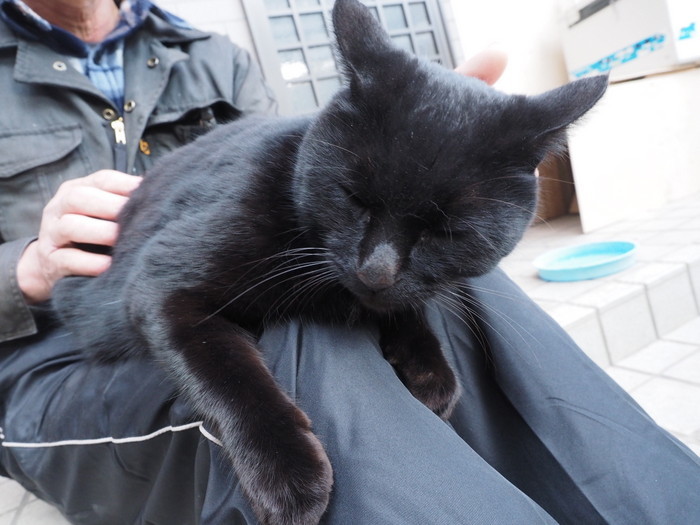黒猫くうちゃん_c0116915_22175913.jpg
