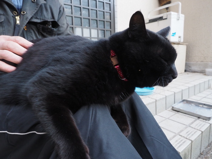 黒猫くうちゃん_c0116915_22181644.jpg