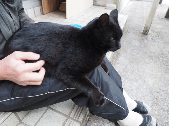 黒猫くうちゃん_c0116915_22190899.jpg