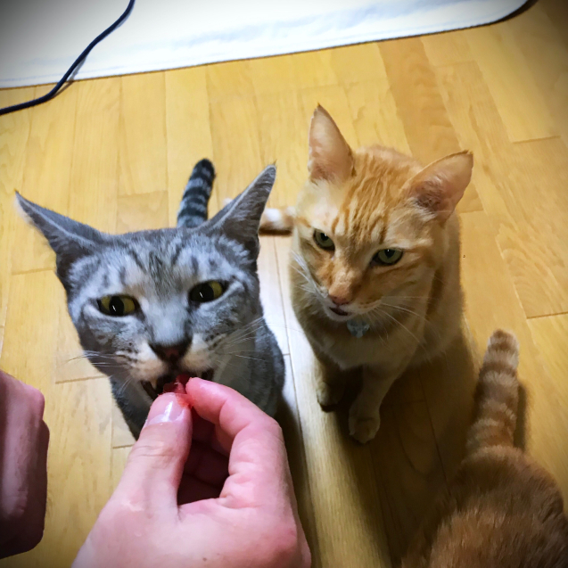 新年あけましておめでとうございます_d0355333_23194372.jpg