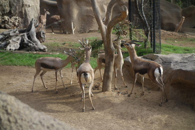 アリゾナ＆サンディエゴの旅#3　～サンディエゴ動物園～_d0370737_16501426.jpg