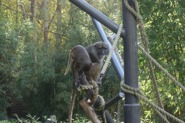 アリゾナ＆サンディエゴの旅#3　～サンディエゴ動物園～_d0370737_16505038.jpg