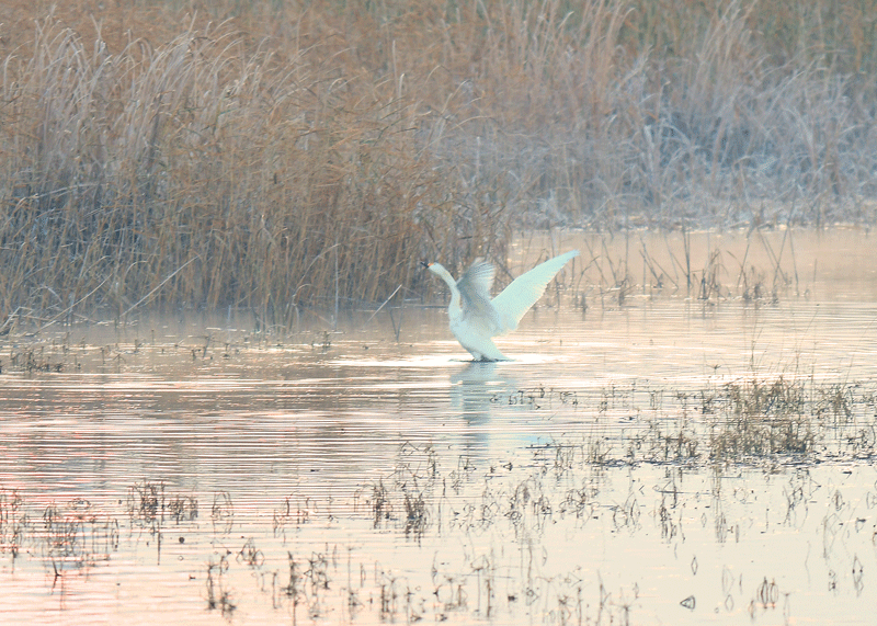 d0290240_14055034.gif