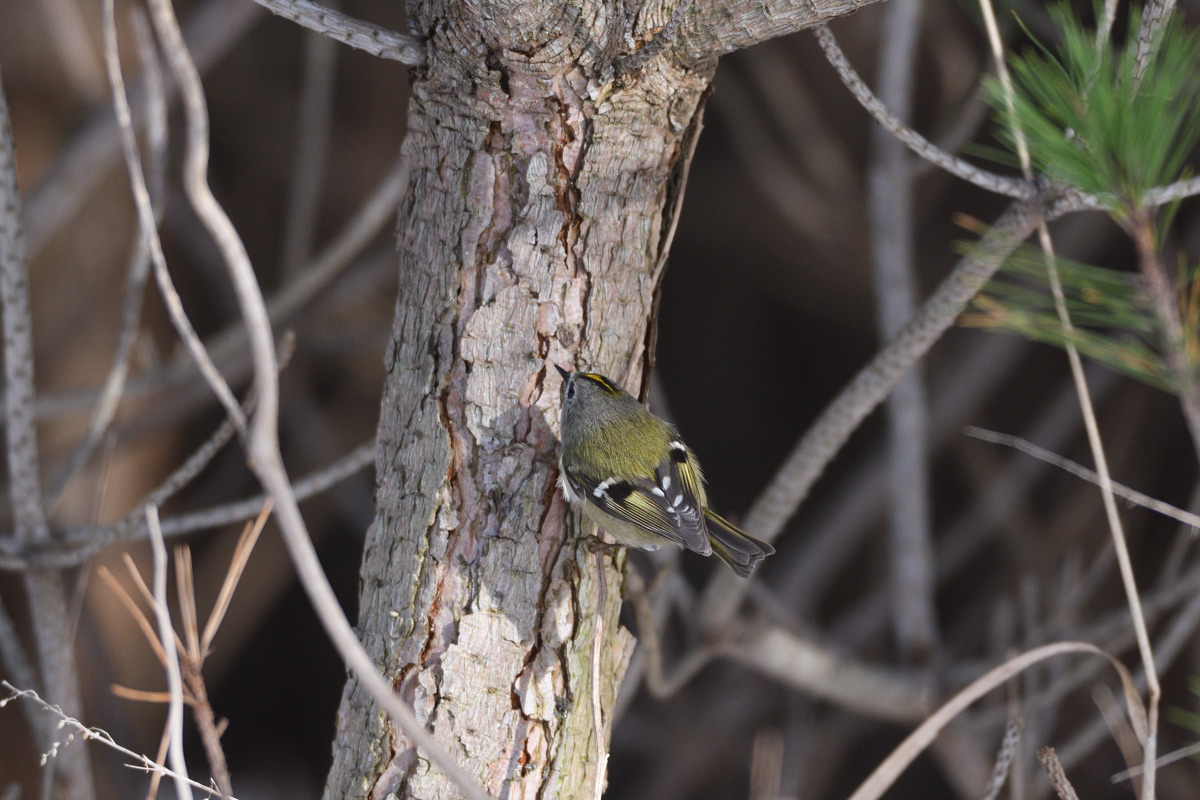 今年の鳥撮り納めはキクイタダキ_a0039245_217342.jpg