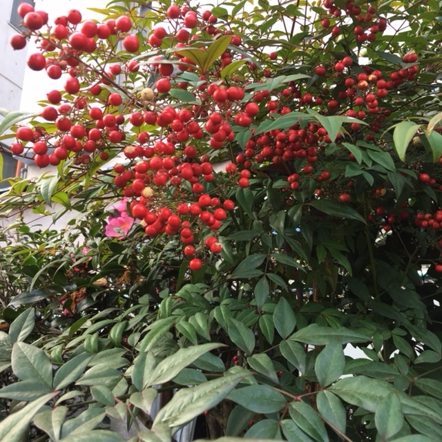 f0393945_15513332.jpg