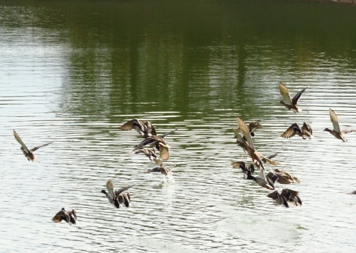 a0018655_10521356.jpg