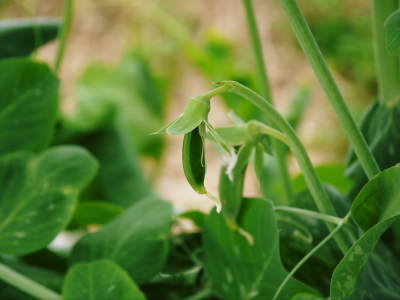 スナップエンドウ「シャキ甘“菊光”」　芽カギ作業の様子と湿度管理(2017)_a0254656_17014739.jpg