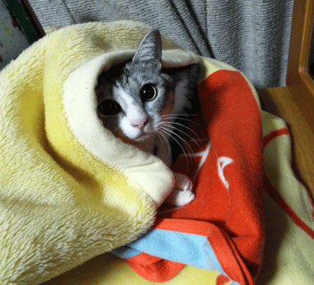 e0001558_21251748.gif