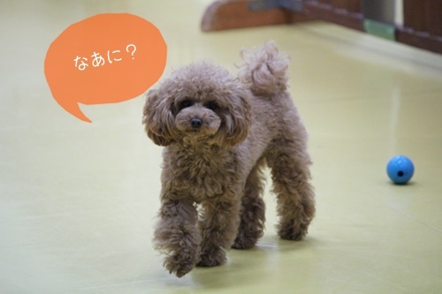 おおみそか!!_f0357682_18505631.jpg