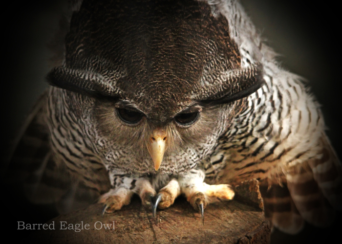 マレーワシミミズク：Barred Eagle Owl_b0249597_08315767.jpg