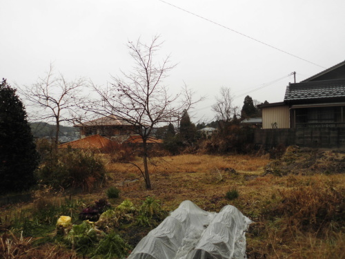 c0108198_15551150.jpg