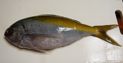魚を買いにいく_e0077899_1626598.jpg