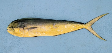 魚を買いにいく_e0077899_16274698.jpg