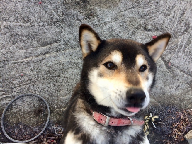 c0362401_22192001.jpeg