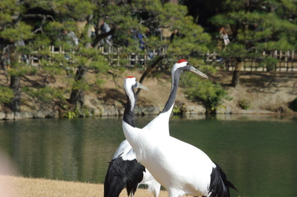 No  130  後楽園ツルの初飛行（2018年1月1日）_d0341514_22460487.jpg