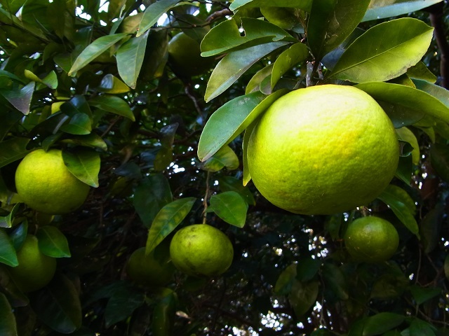 a0087341_09393221.jpg