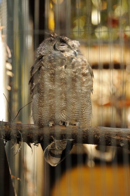 西園のフクロウとワシ・タカ類 : 蜜蜂的写真日記