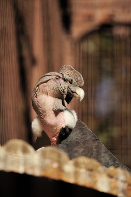 西園のフクロウとワシ・タカ類 : 蜜蜂的写真日記