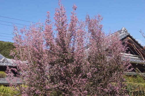 元旦も紅白の花で_e0181373_23364919.jpg