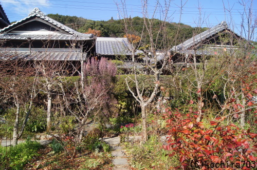 元旦も紅白の花で_e0181373_23370537.jpg