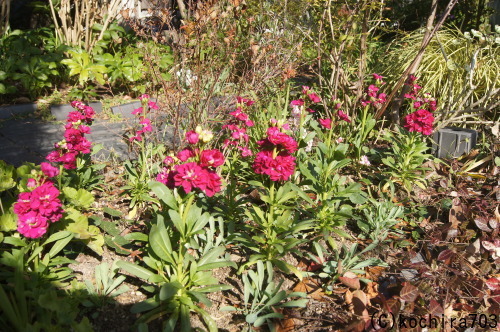 元旦も紅白の花で_e0181373_23371711.jpg