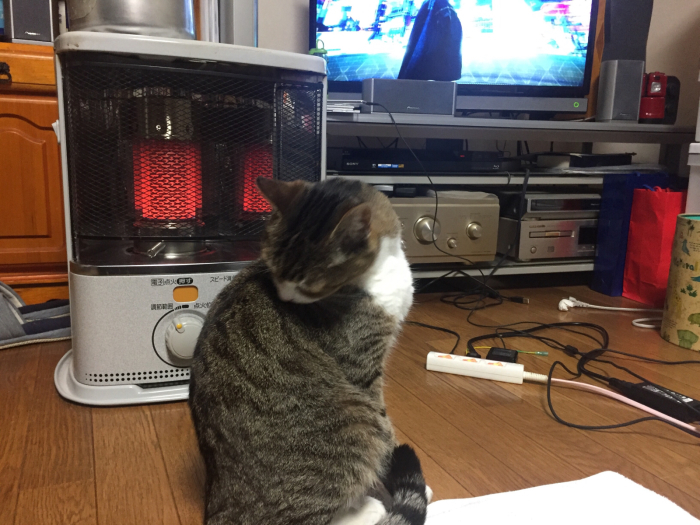 猫キャットとカメムシ : サイキック迷子