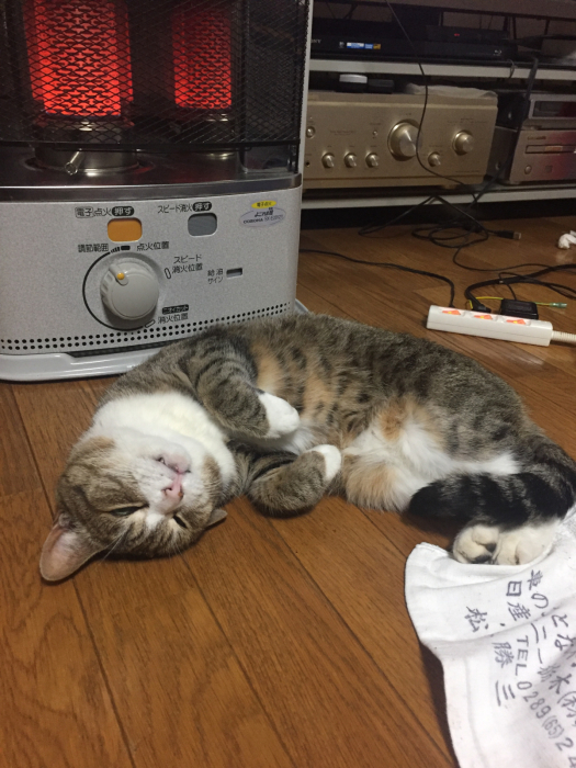 猫キャットとカメムシ : サイキック迷子