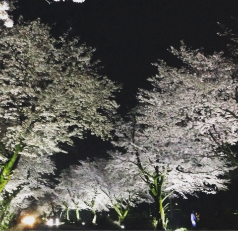 夜桜_f0140491_07433235.jpg