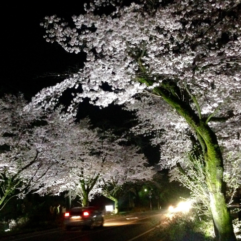 夜桜_f0140491_07433289.jpg