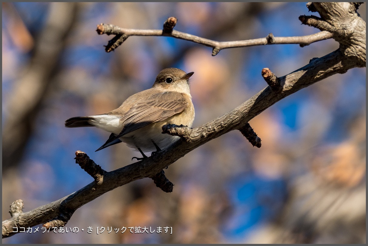 写真日記・2018年探鳥始動です・水元公園・2018.1.2-①_c0336400_22140939.jpg