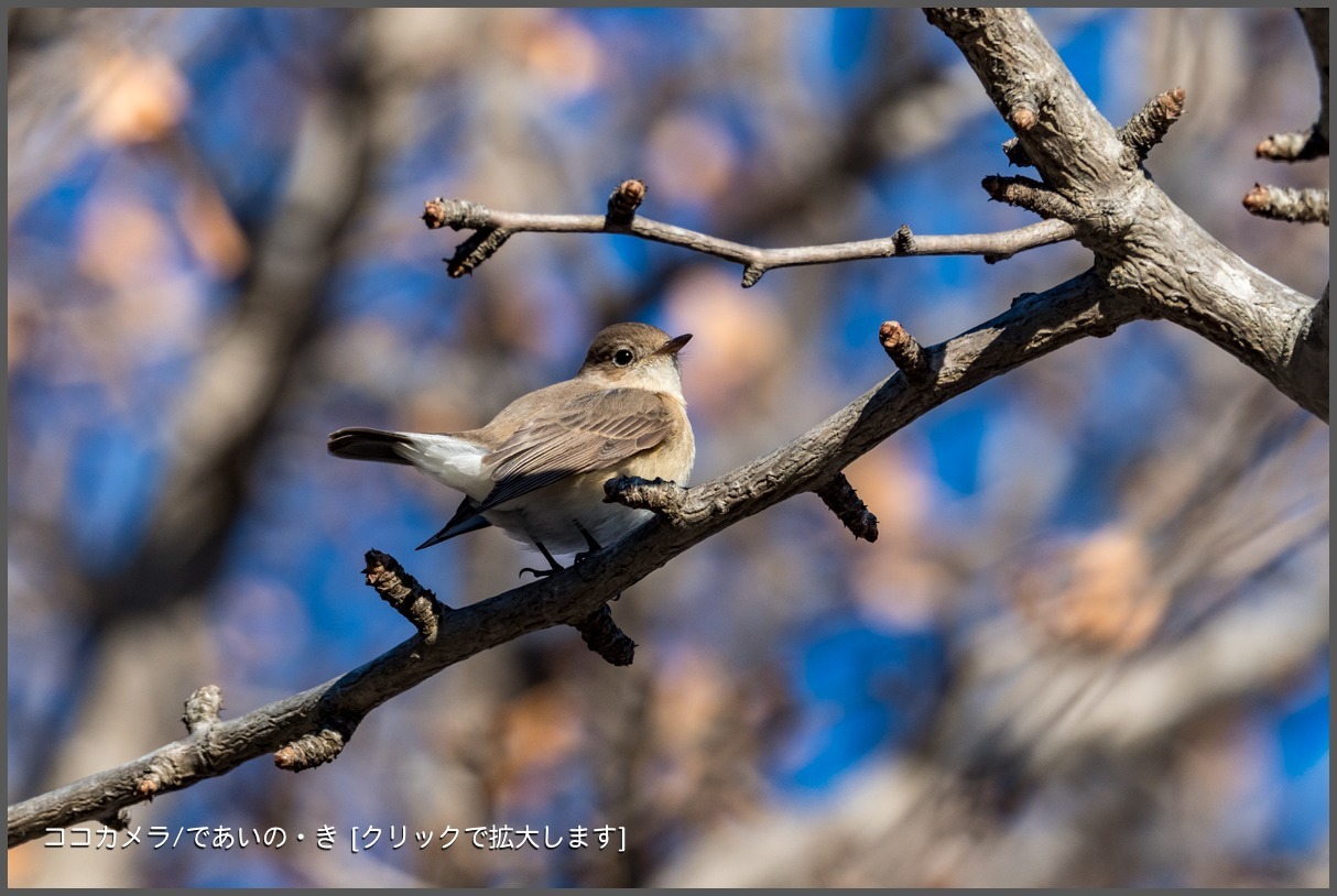 写真日記・2018年探鳥始動です・水元公園・2018.1.2-①_c0336400_22534436.jpg