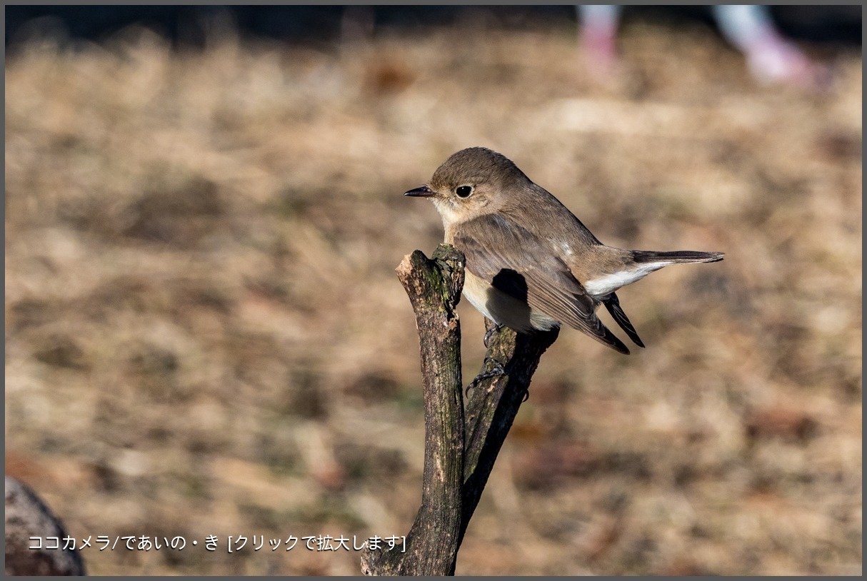 写真日記・2018年探鳥始動です・水元公園・2018.1.2-①_c0336400_22573099.jpg