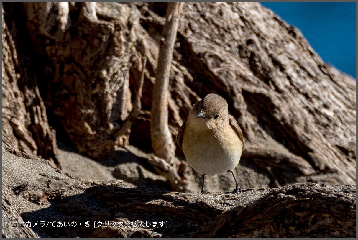 写真日記・2018年探鳥始動です・水元公園・2018.1.2-①_c0336400_23030730.jpg