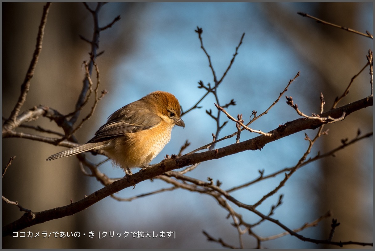 写真日記・2018年探鳥始動です・水元公園・2018.1.2-①_c0336400_23364318.jpg