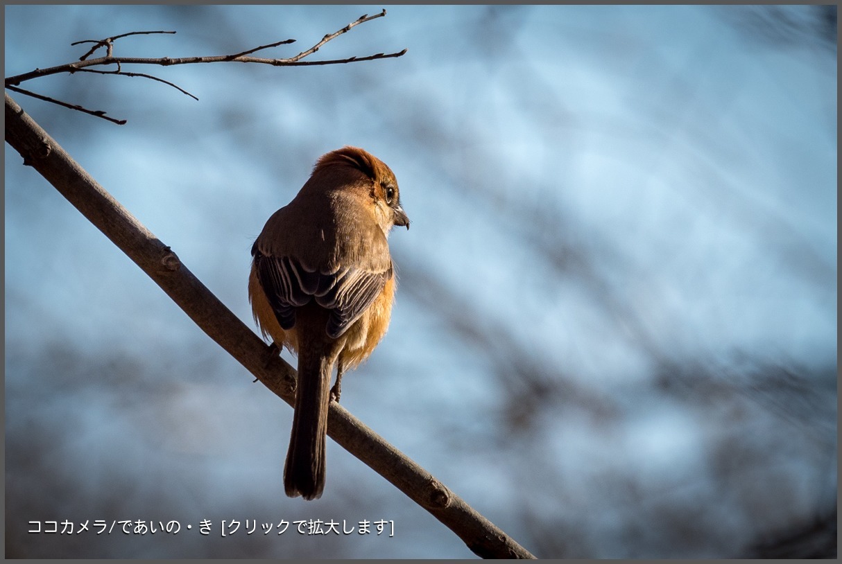 写真日記・2018年探鳥始動です・水元公園・2018.1.2-①_c0336400_23364682.jpg