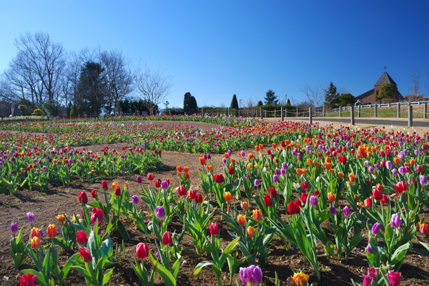 アンデルセン公園のアイスチューリップ（2018年・年始）_d0083502_14573730.jpg