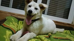 里親さま募集中 ☆ 白亜 _f0242002_16495123.jpg